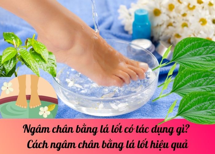 Ngâm chân bằng lá lốt có tác dụng gì? Cách ngâm chân bằng lá lốt hiệu quả