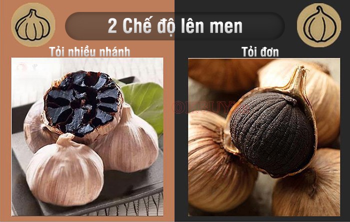 Máy làm tỏi đen Nikio NK-686 cũng có hai chế độ lên men linh hoạt: chế độ dành cho tỏi cô đơn và chế độ cho tỏi nhiều nhánh