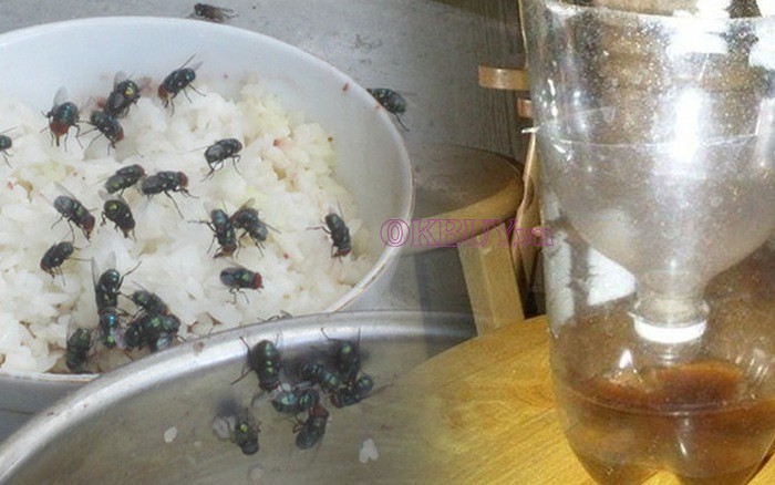 ruồi đậu vào thức ăn